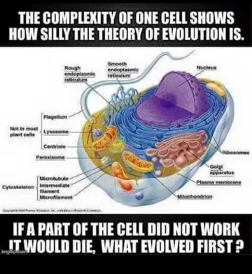 cell_complexity.jpg